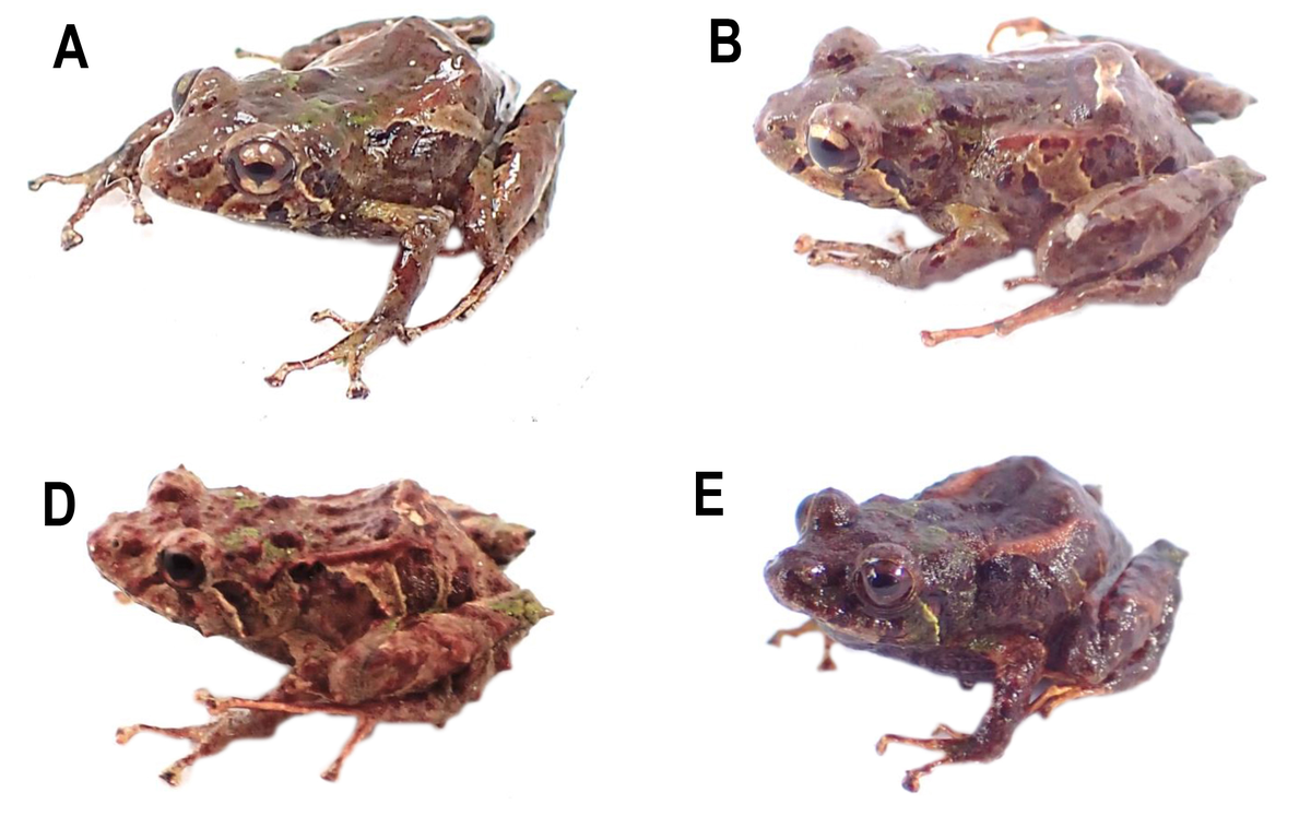 Several Pristimantis praemortuus, or Praemortuus’ rainfrogs.