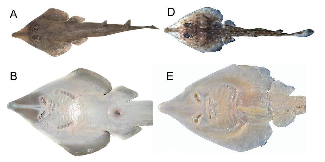 Two Philippine guitarfish, or Rhinobatos whitei, found in the Western Visayas.