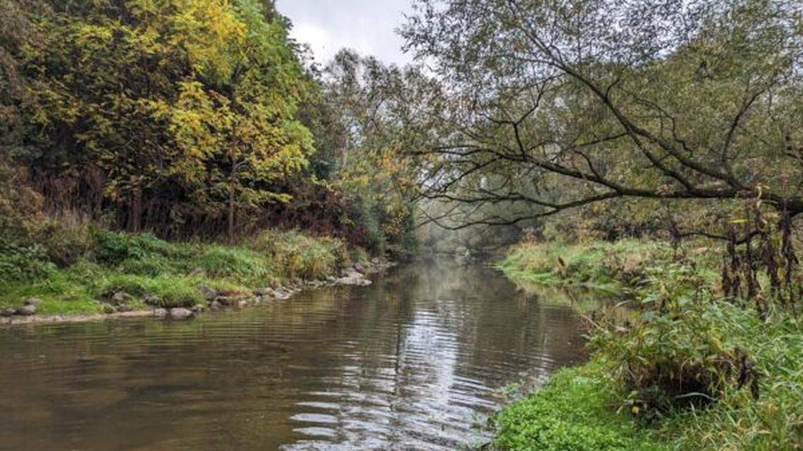 The black redhorse, an at-risk species, was sighted in Fish Creek for the first time in 20 years.
