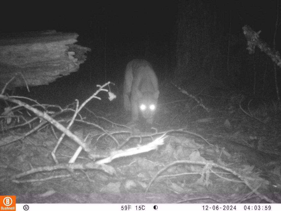The mountain lion seen at Cusuco National Park in December 2024.