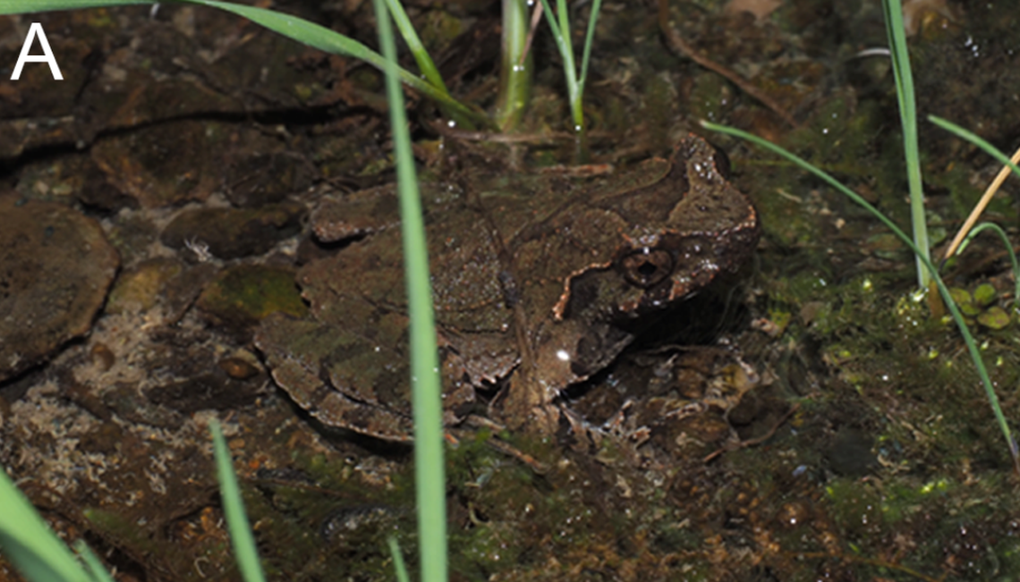Adults form “horn-like” bumps on their eyelids, earning them the name “horned frogs,” researchers said.