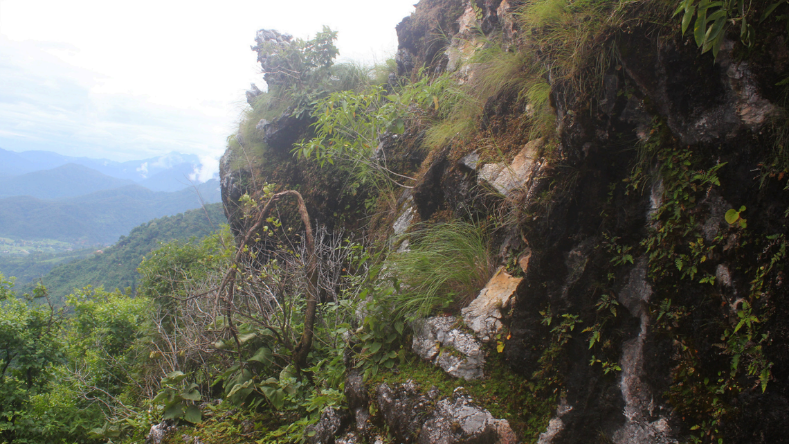 Scientists found a “long”-limbed creature with “bent” toes on a walking trail in Nepal and discovered a new species, a study said.