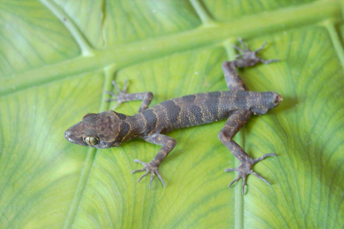 A Cyrtodactylus hangvaensis, or Hang Va bent-toed gecko.