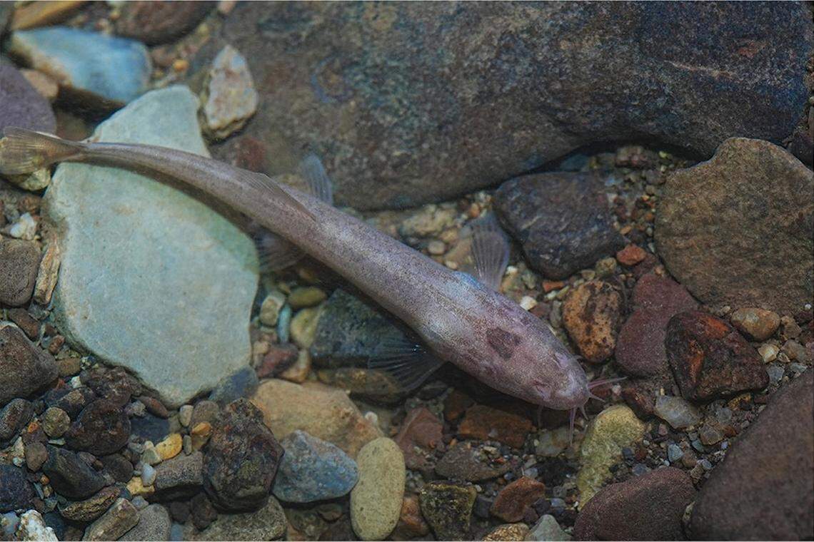 A Claea scet, or SCET stone loach, in its natural habitat.