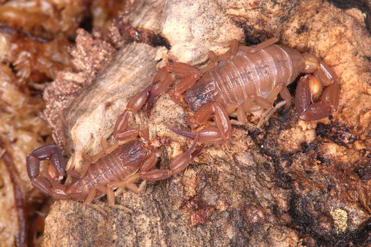 A mating pair of Tityopsis rolandoi, or Rolando’s scorpions.