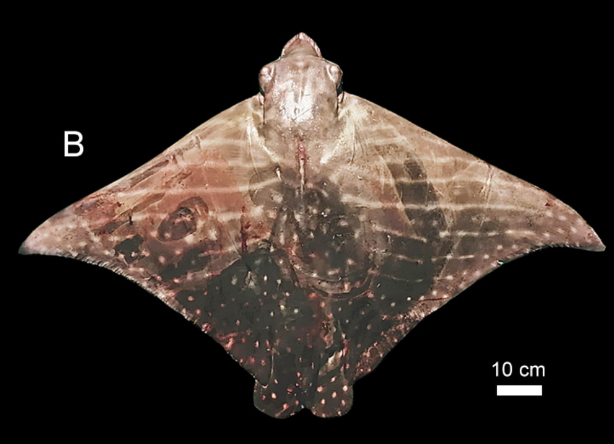 A nearly 4-foot-wide roughskin eagle ray, or Aetomylaeus asperrimus, caught near La Libertad.