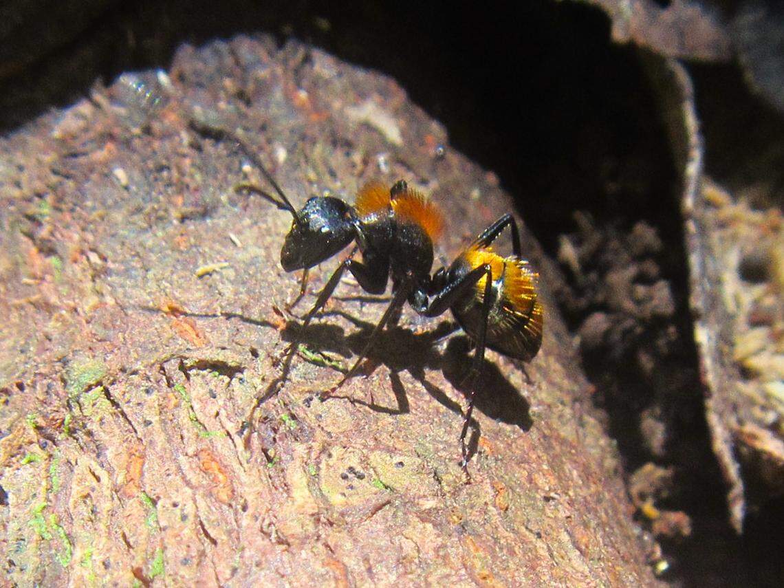A live Camponotus thadeus, or punk ant, found on Mount Finnigan.