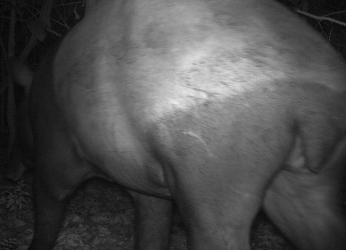 A trail camera photo showing the tapir’s hindquarter and distinctive scar.