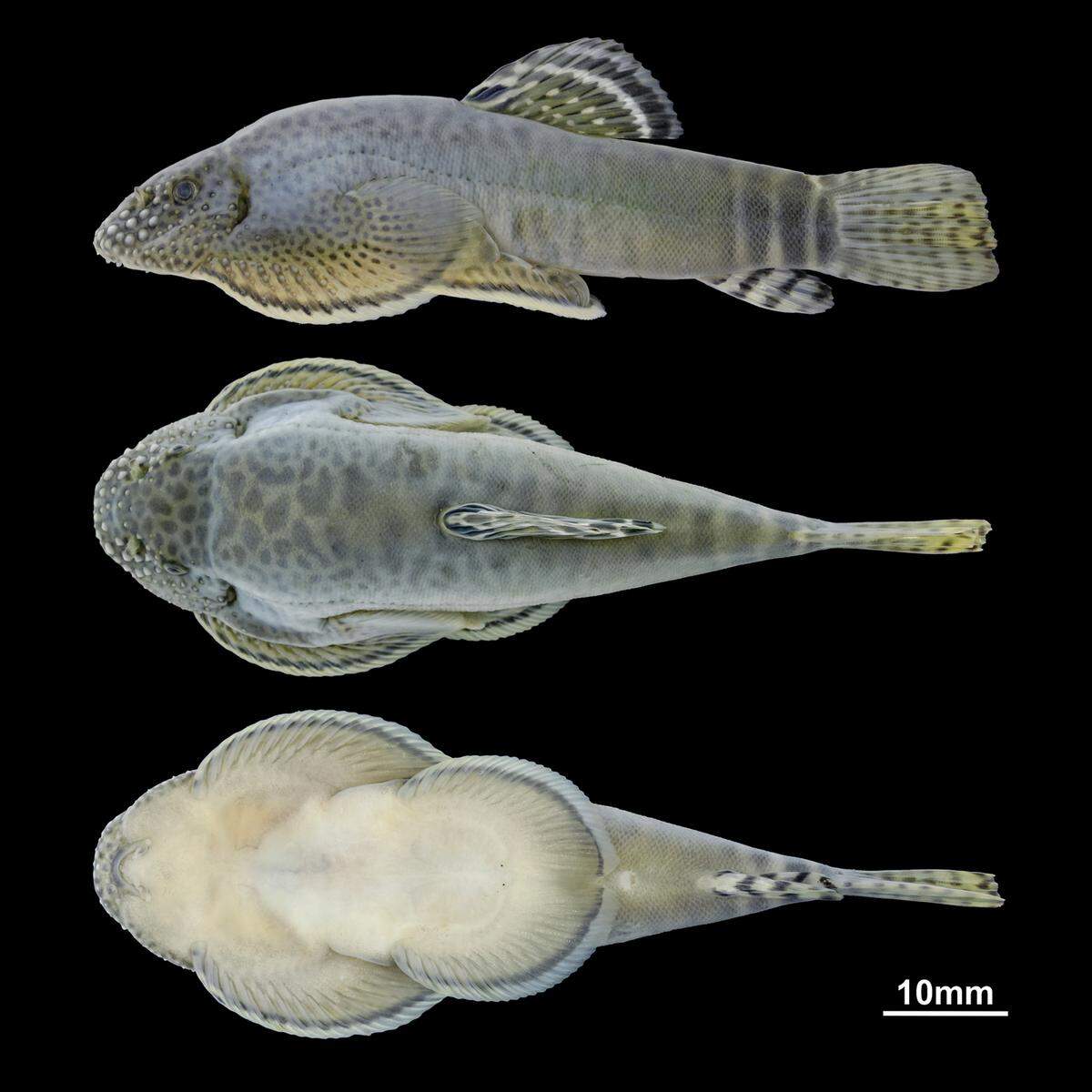 A Beaufortia granulopinna, or grainy-finned loach fish, as seen from the side, top and bottom.