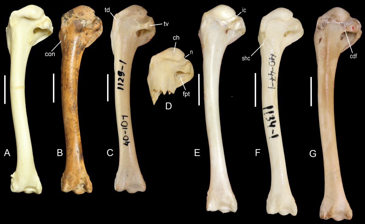 Bone B, from the newly discovered Cuban teal, compared to other related species, including the Brazilian teal represented by bone A.