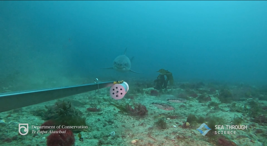 The great white shark seen at Dusky Sound.