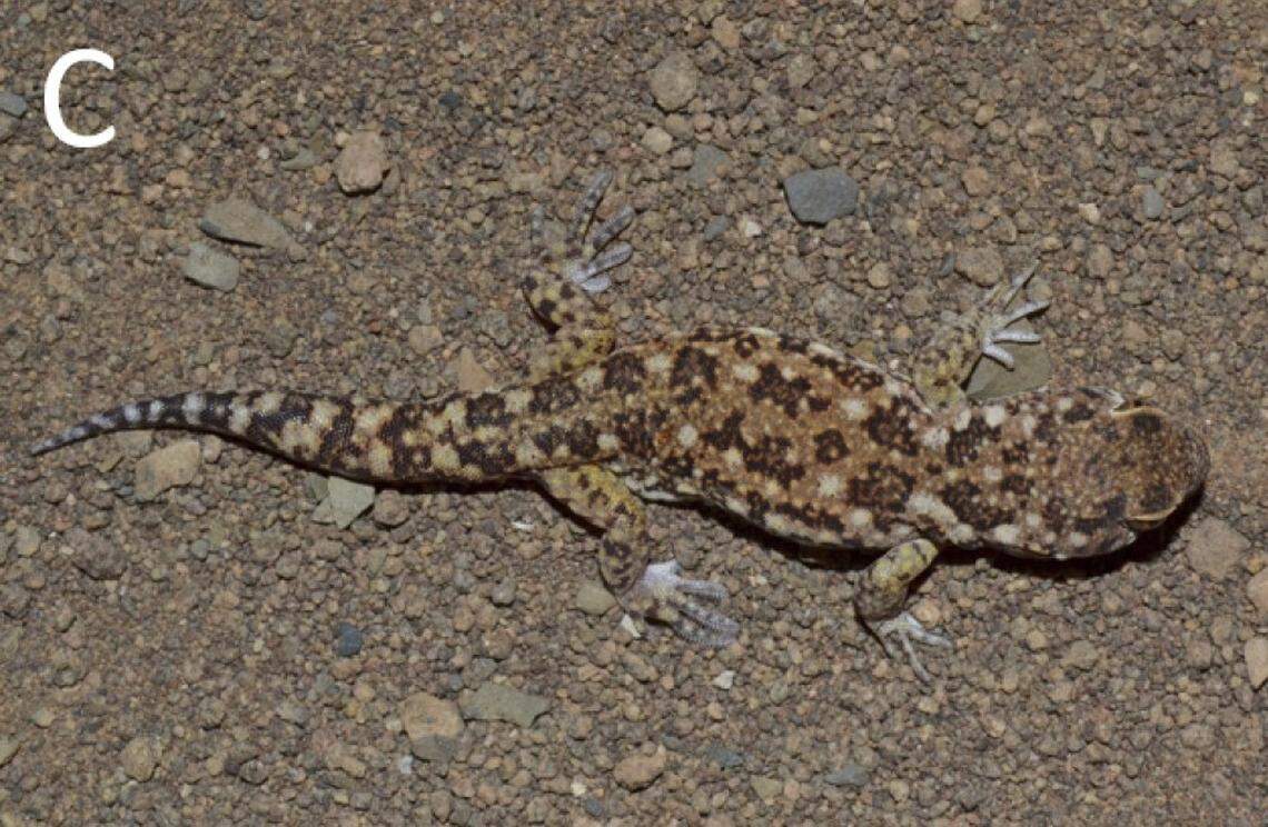 A Ptenopus kenkenses, or Nama barking gecko, with a gray hue.