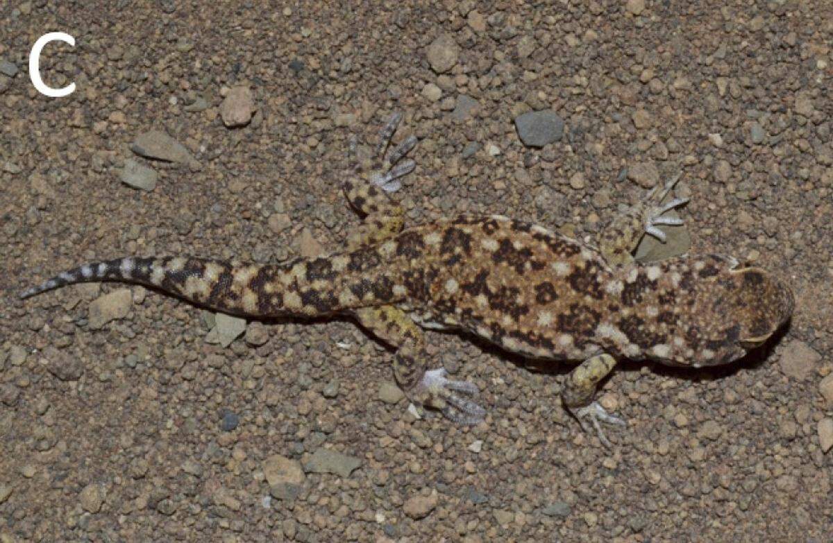 A Ptenopus kenkenses, or Nama barking gecko, with a gray hue.