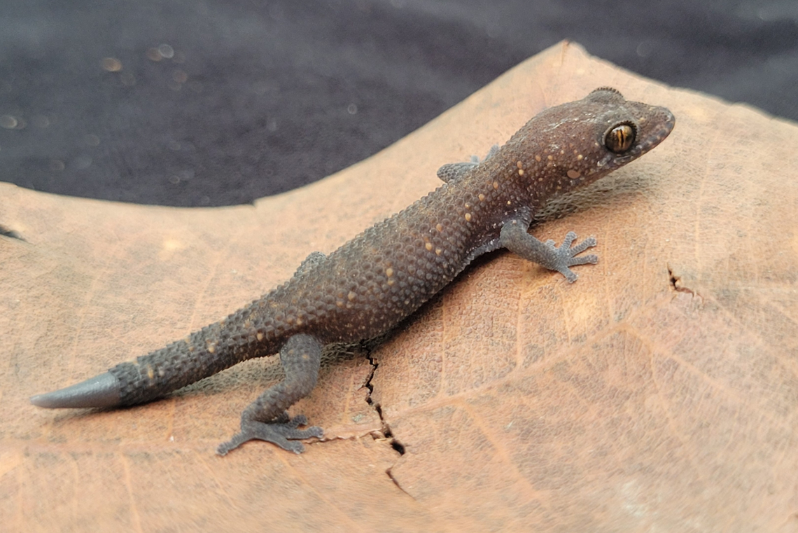 A Dixonius hinchangsi, or Hin Chang Si leaf-toed gecko.