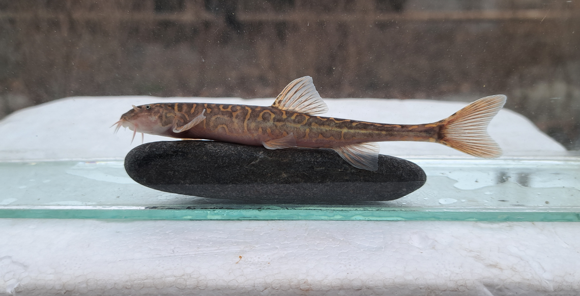 A Dzihunia pseudoamudarjensis, or false stone loach.