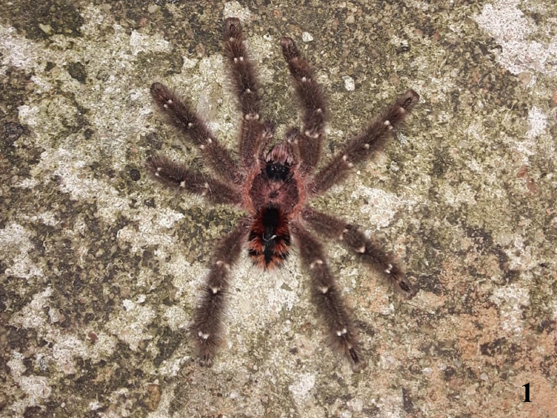 Typhochlaena chapadensis was discovered “wandering” through someone’s home likely looking for food or a mate, accoding to researchers.