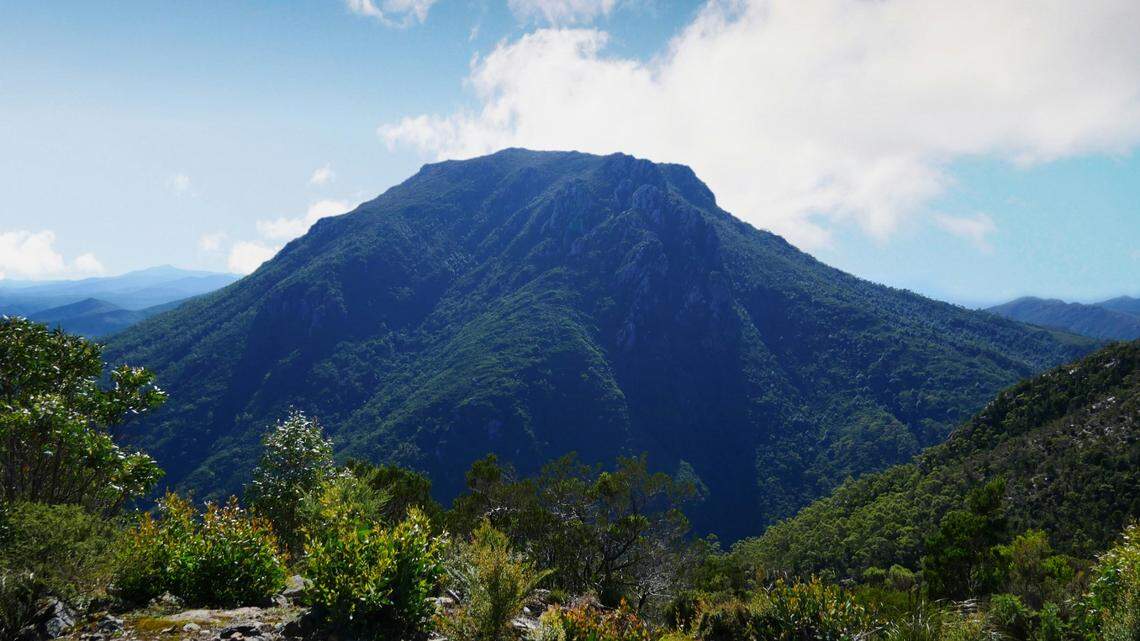 Researchers found Camponotus thadeus, the “punk ant,” on a mountain and took the first live photographs of the insect. Photo shows a representative area of Queensland.