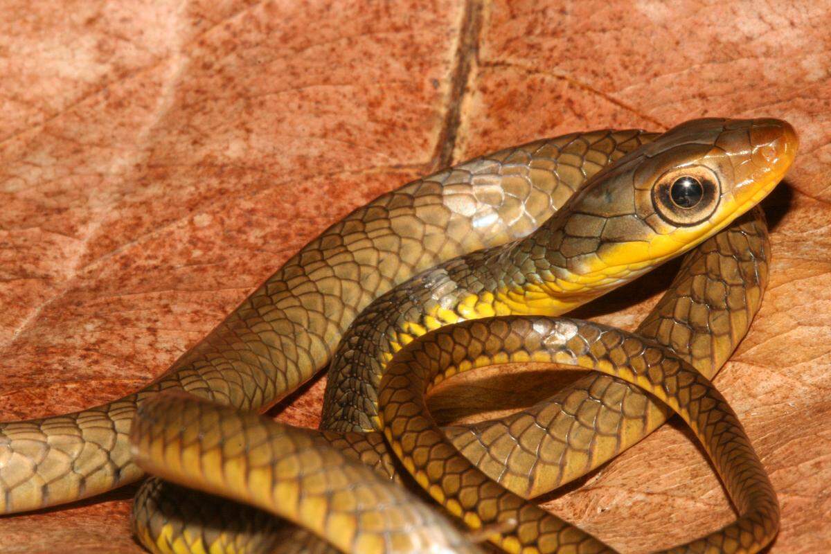A Chironius nigelnoriegai, or Trinidadian sipo snake.