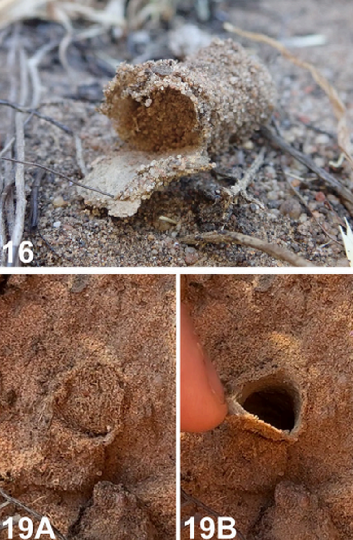 One specimen was found in a burrow sealed by a sand plug, researchers said.