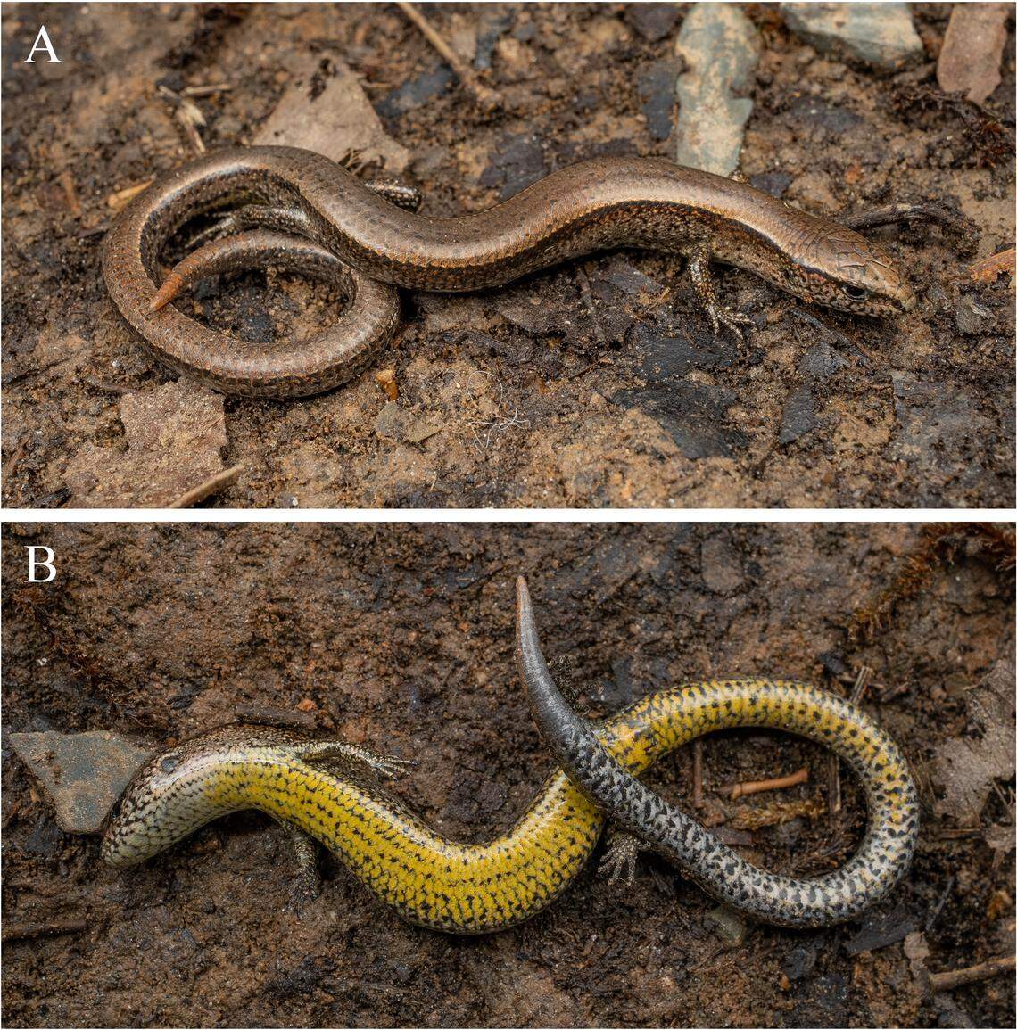 The population of Fanispan ground skinks found in China has relatively shorter forelimbs compared to the Vietnam population of the same species, researchers said.