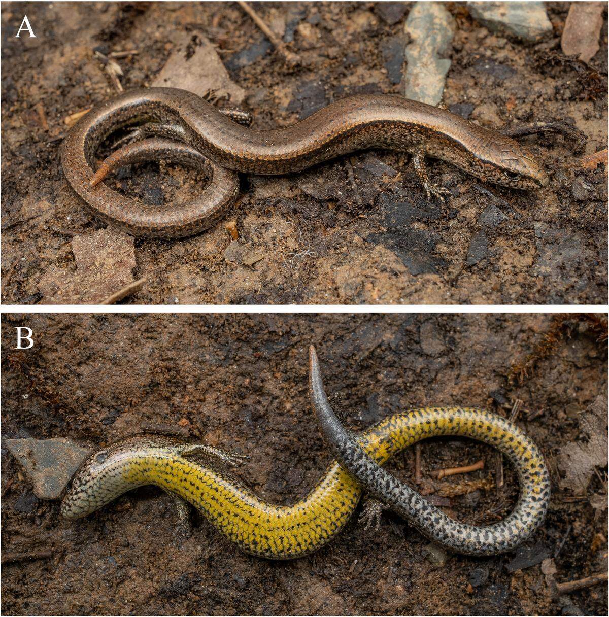 The population of Fanispan ground skinks found in China has relatively shorter forelimbs compared to the Vietnam population of the same species, researchers said.