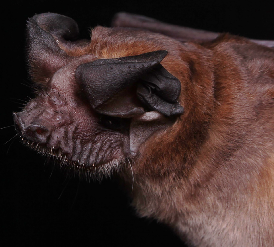 The species is rarely seen and little is known about it because it prefers to forage in the highest levels of the forest canopy, according to researchers.