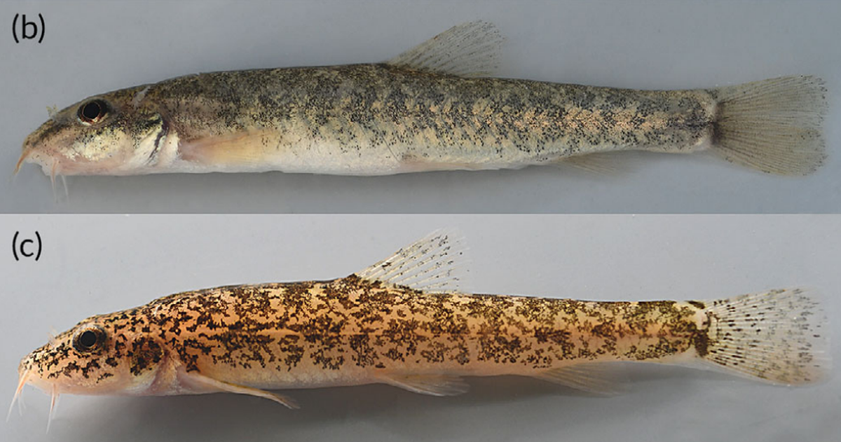 A Barbatula ommata, or lake stone loach.
