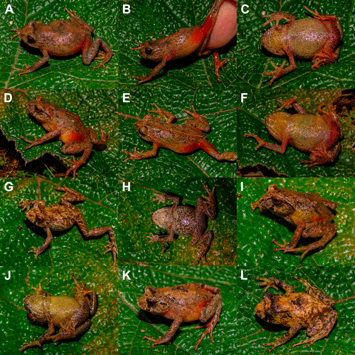 Several Phrynopus manuelriosi, or Manuel Ríos’ Andes frogs.