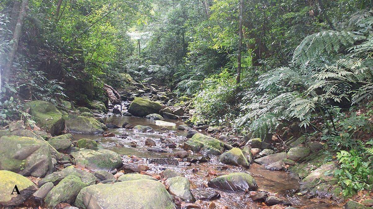 Scientists found a “large” creature with a heart-shaped tongue in a forest of Vietnam and discovered a new species, a study said.
