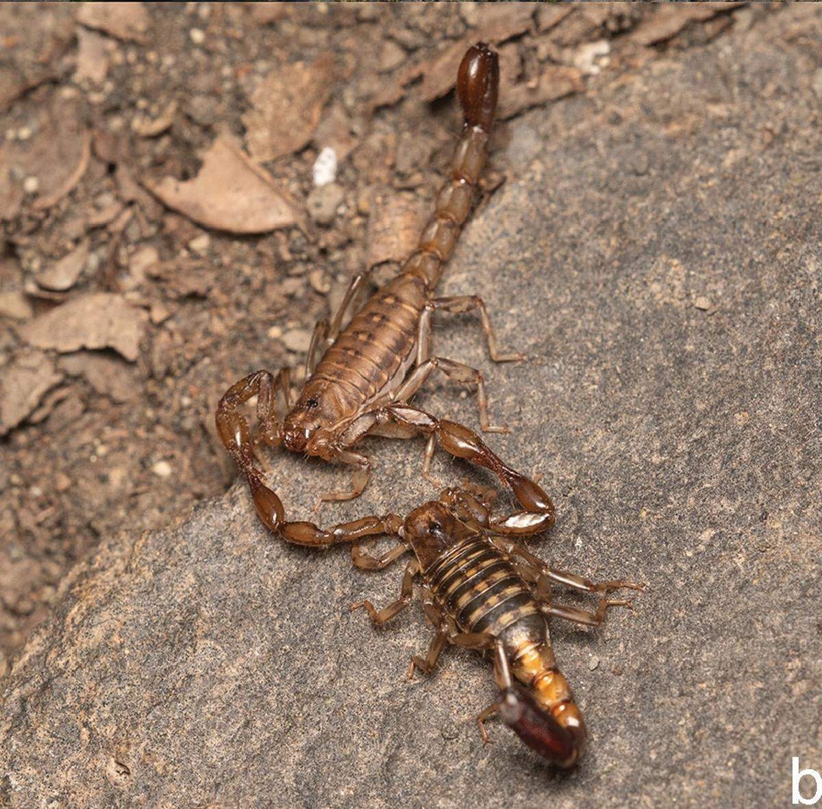Two Urophonius trewanke, or trewanke scorpions, seen courting.