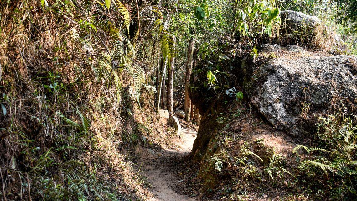 Scientists in India rediscovered two species of frog not seen in 105 years. Photos show the “large”-eyed creatures found on a night hike.