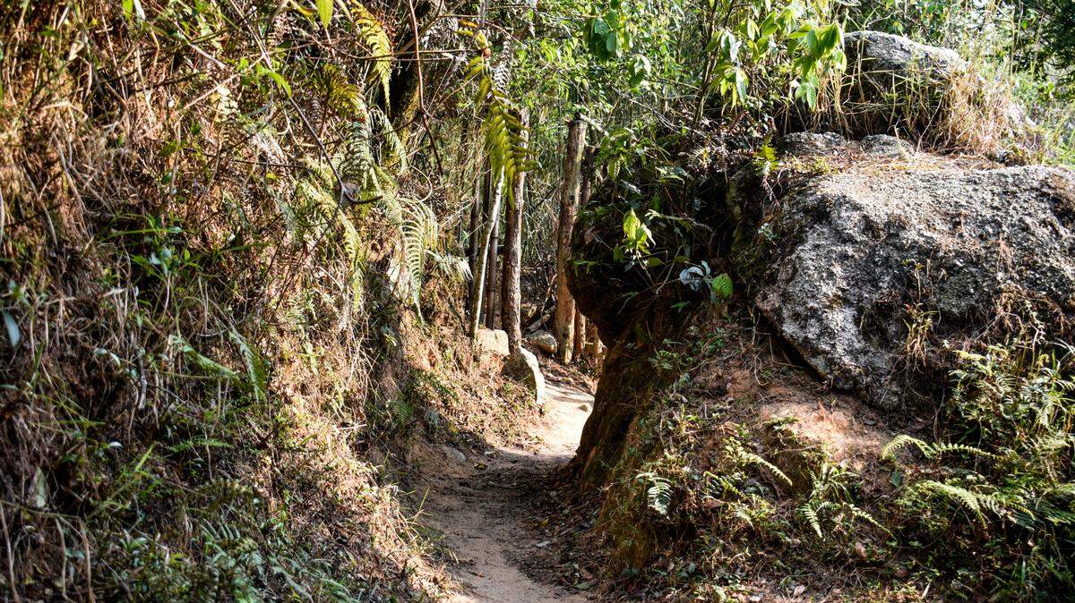 Scientists in India rediscovered two species of frog not seen in 105 years. Photos show the “large”-eyed creatures found on a night hike.