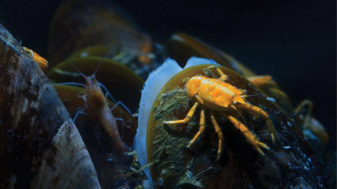 A Munidopsis sedna, or Mistress of the Sea squat lobster, seen in its natural habitat.