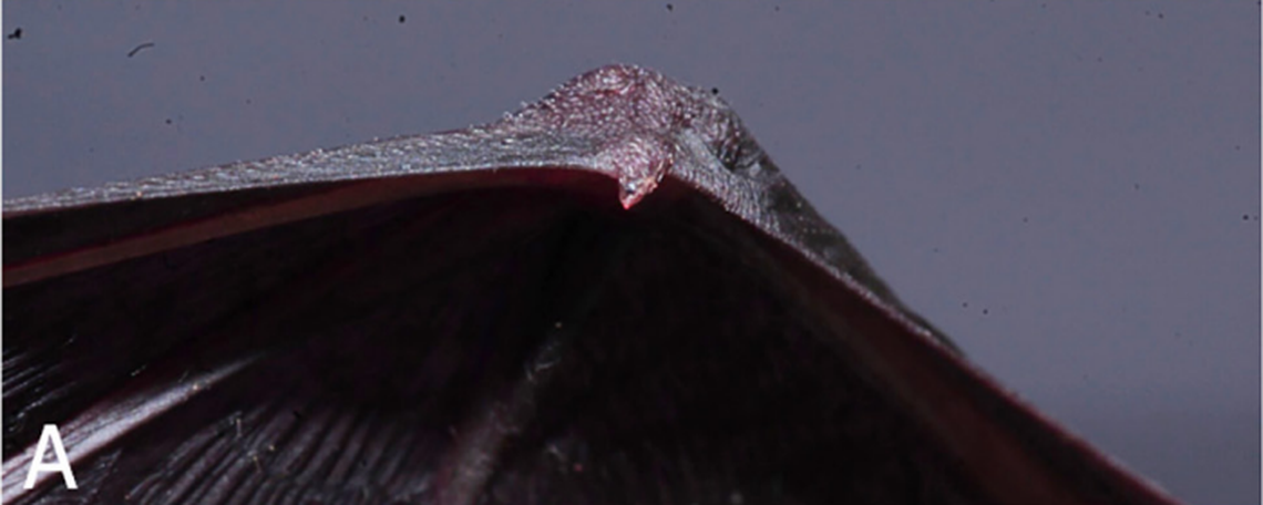 Furipterus horrens is known for its poorly defined first digit, or “thumb,” according to researchers.