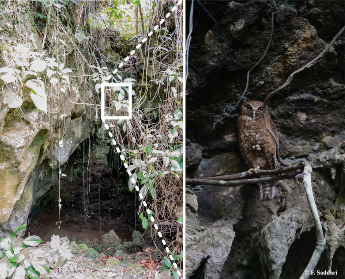 The Sulu boobook, or Ninox reyi, (right) perched above the entrance to Balobok rock shelter (left).