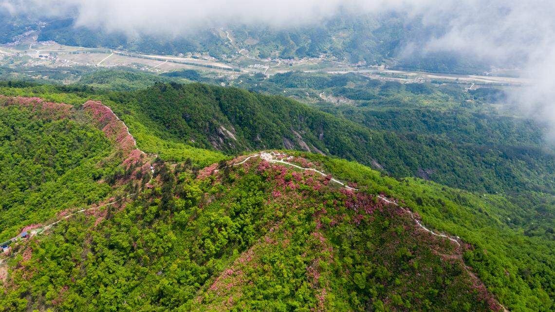Scientists found a 1-foot-long predator with “enlarged” yellow eyes in the bushes of a mountain in China and discovered a new species, a study said.