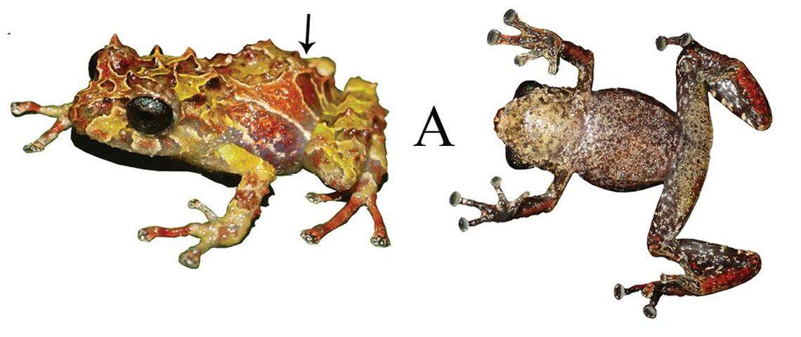 A Pristimantis normaewingae, or Norma Ewing rain frog, as seen from the side and from below.