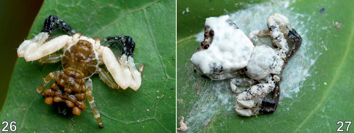 Phrynarachne ceylonica, a known species, was recorded for the first time in Laos, extending its known range, according to the study.