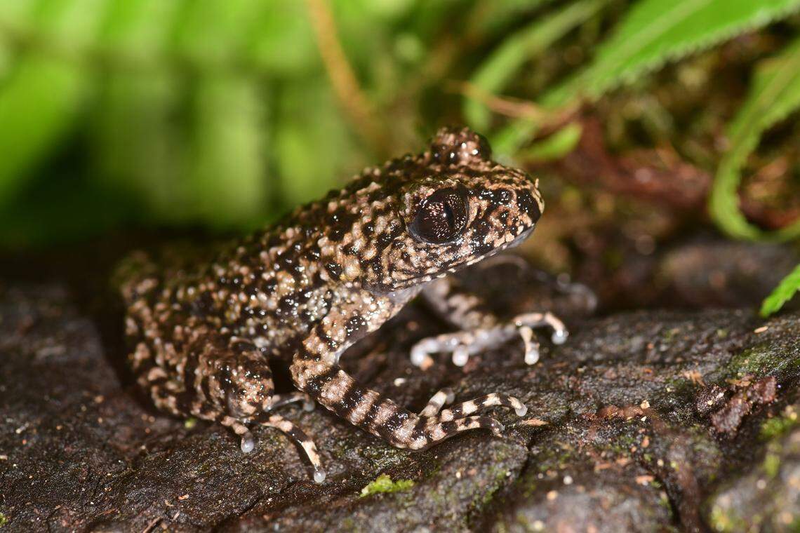 An Oreolalax adelphos, or Mount Po Ma Lung toothed toad.
