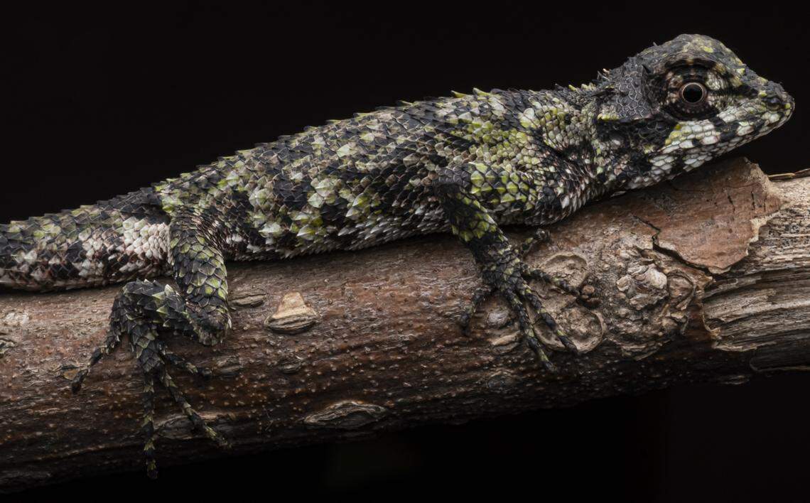 The discovery of the lizards extends their known range by about 120 miles east, researchers said.