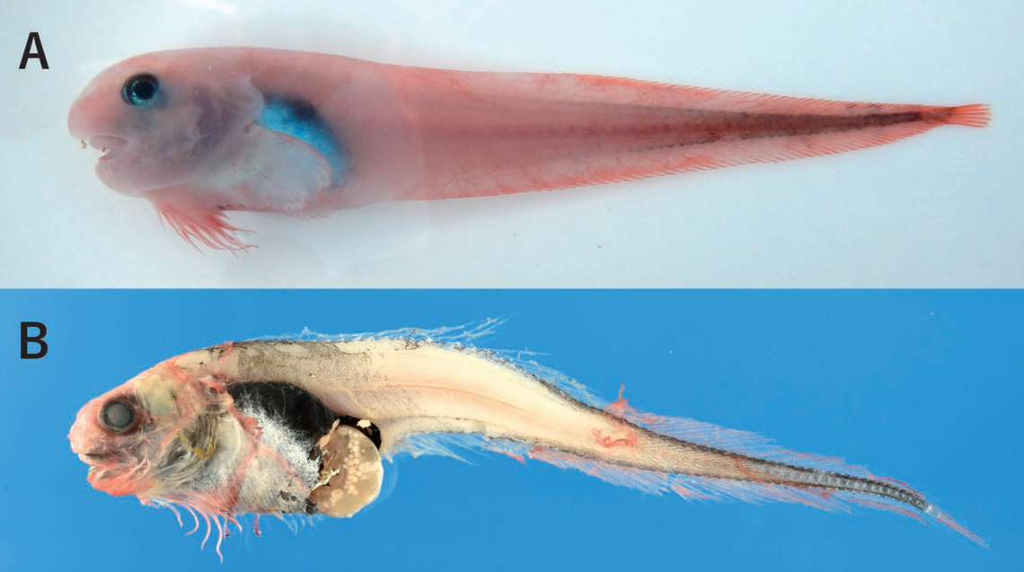 A male (top) and female (bottom) Paraliparis anomalus, or anomalous snailfish.