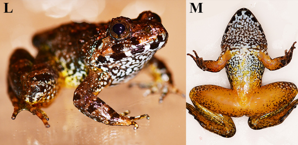 A juvenile Limnonectes splendissimus, or splendid fanged frog.