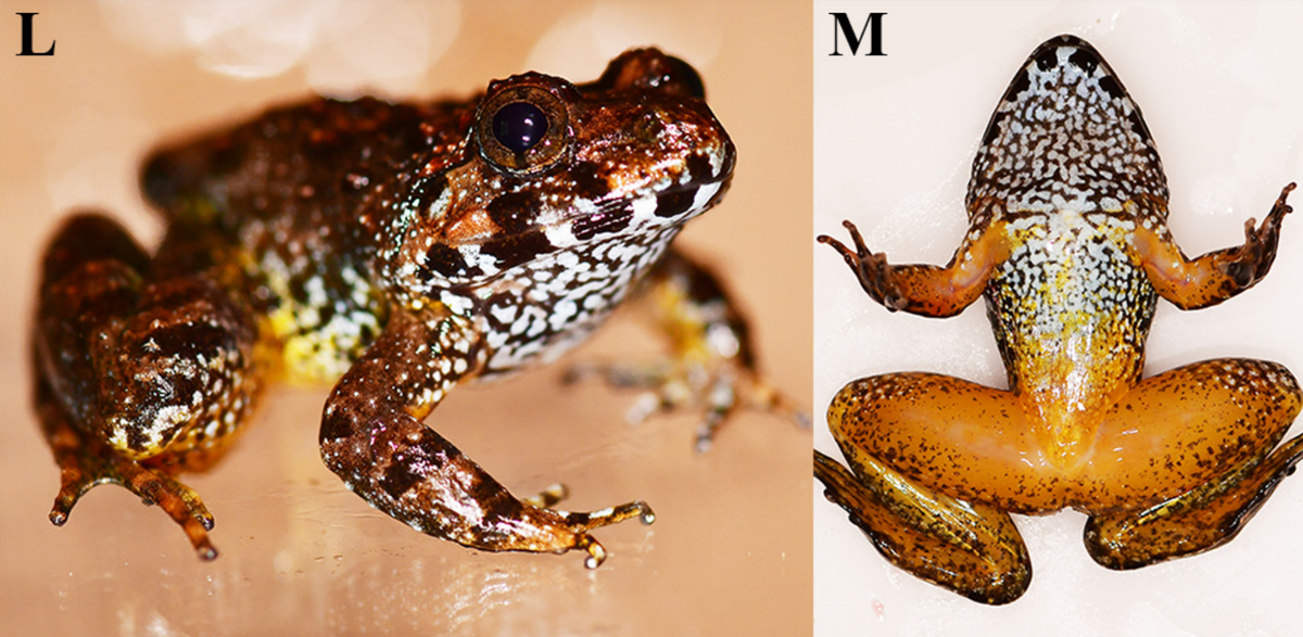 A juvenile Limnonectes splendissimus, or splendid fanged frog.