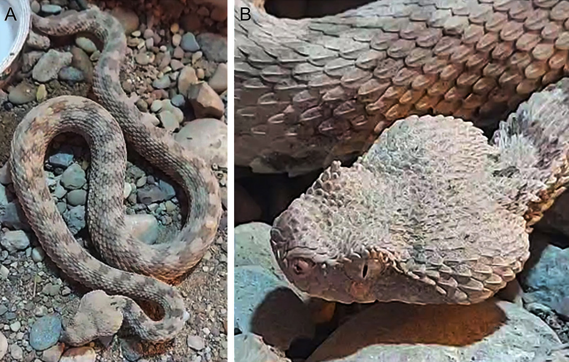 The Persian horned viper, or Pseudocerastes persicus, found in the Zurbatia mountains of Iraq.