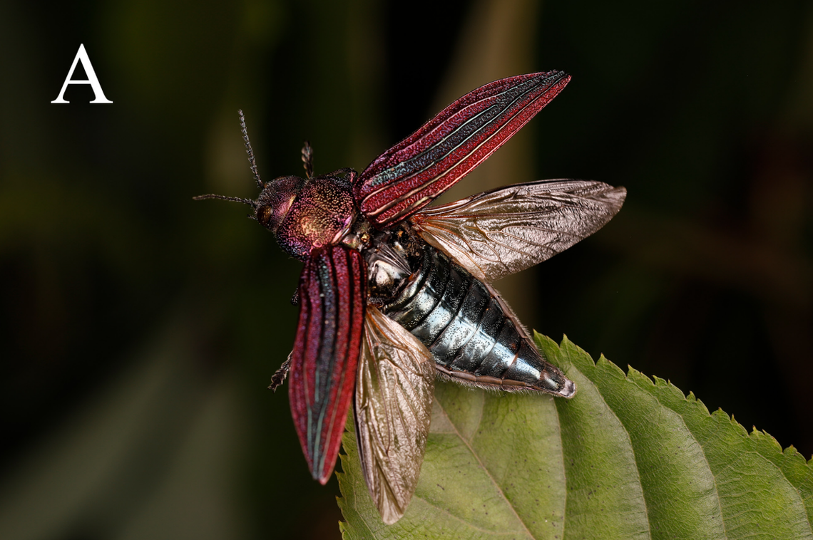 A Buprestis (Akiyamaia) gengmini, or Geng-Min’s jewel beetle, with outstretched wings.