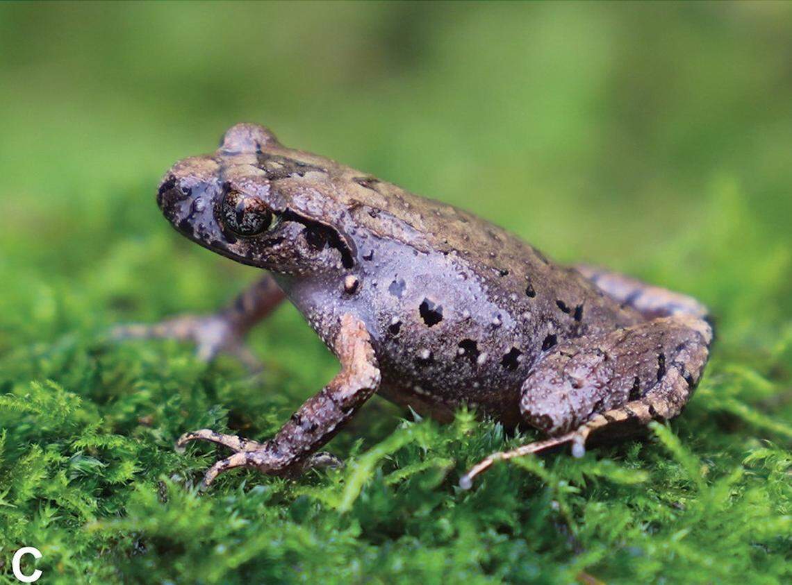 A Leptobrachella xishuiensis, or Xishui leaf-litter toad.