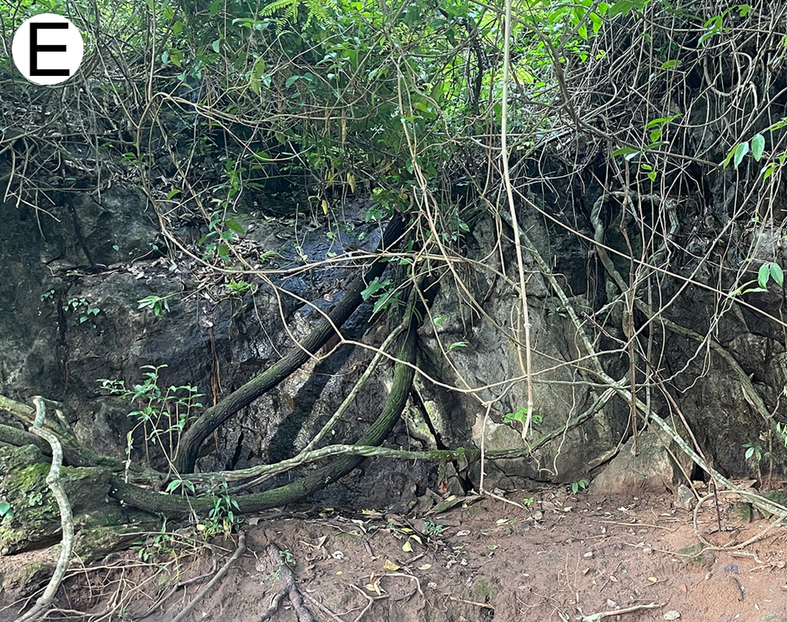 The habitat of Desmoxytes sirindhornae, or Sirindhorn’s dragon millipedes.