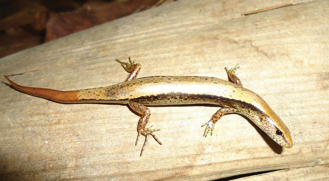 A Scincella truongi, or Truong’s smooth skink.