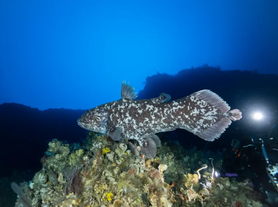 The coelacanth seen by scuba divers in North Maluku.