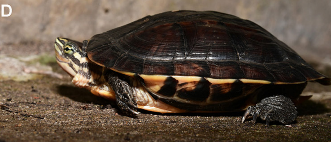 A Vietnamese pond turtle, or Mauremys annamensis, found on Hon Lao Island and being kept as a pet.